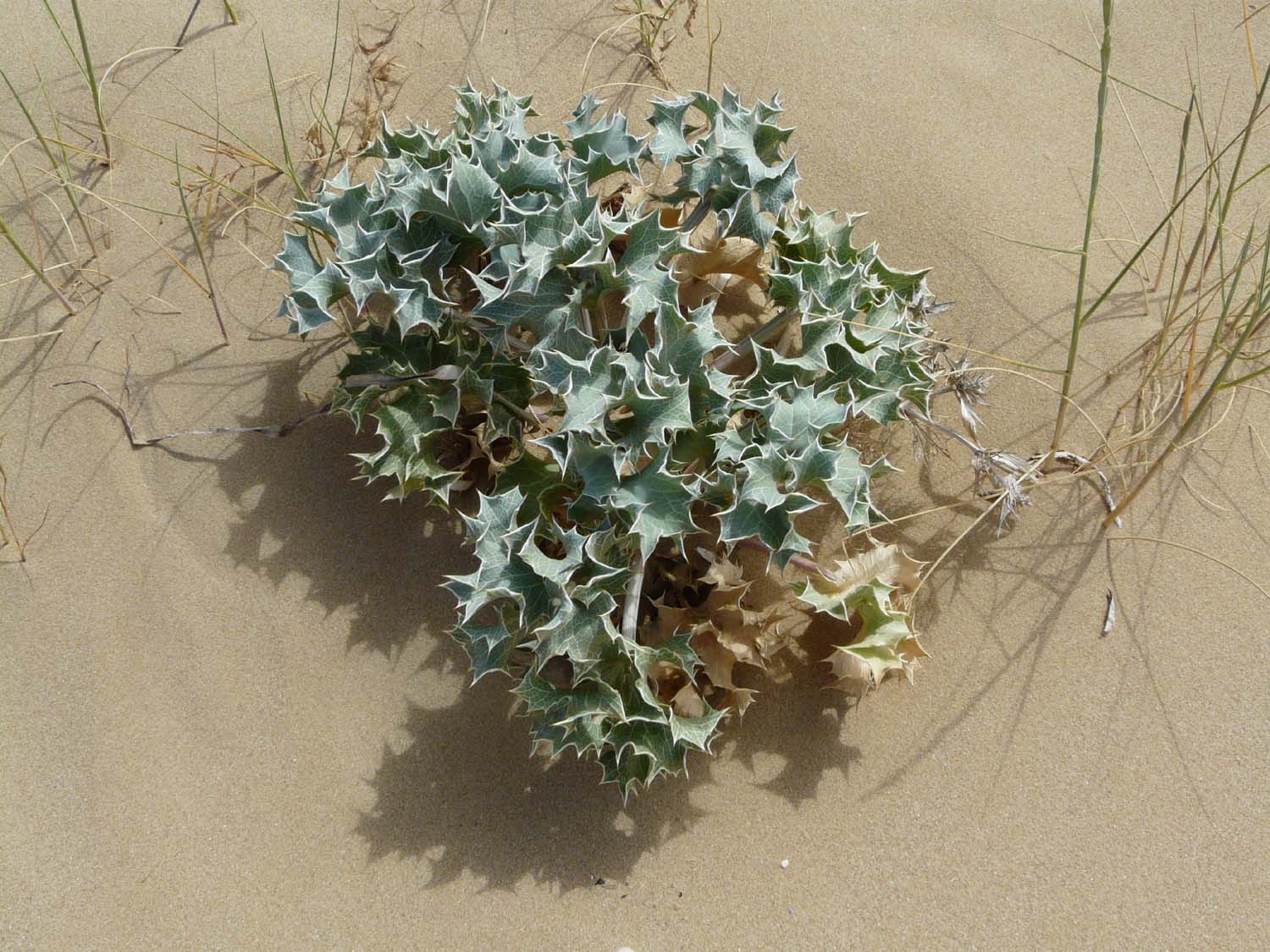 Eryngium maritimum / Calcatreppola marittima